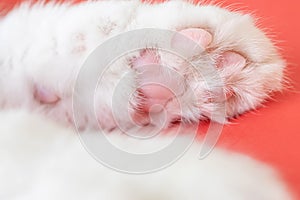Paws of a white cat on red background.