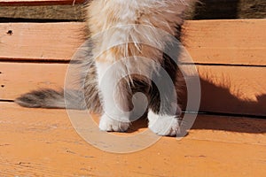 Paws of a young fluffy tricolor cat. Paws of a white-red-black kitten