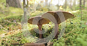 Paxillus involutus in autumn forest in belarus. Brown roll-rim, common roll-rim, or poison pax, is a basidiomycete