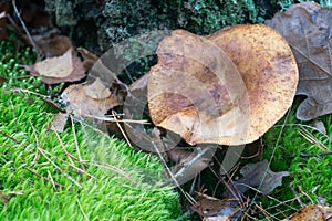 Paxillus involutus, brown roll-rim, poison pax mushrooms