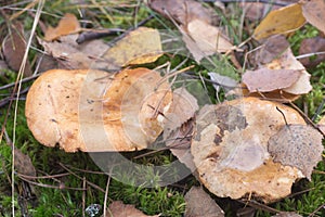 Paxillus involutus, brown roll-rim, poison pax mushrooms