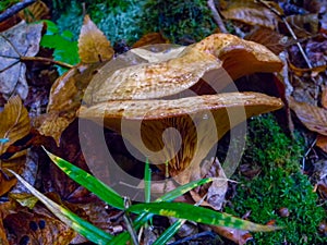 (Paxillus involutus), Mushrooms lamellar with brown cap in the forest in Ivano-Frankivsk region