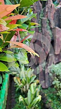 Payakumbuh, Indonesia - November 30, 2022 : Drops of morning dew on the leaves