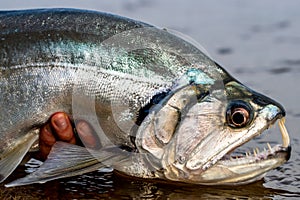 Payara Vampire fish orinoco colombia photo