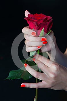 Paying attention to every detail. Rose red flower in female hands with bright manicure. Hands with perfect manicure