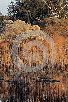 Paynes Prairie in Golden Light