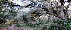 Paynes Prairie Hammock Path