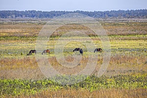 Paynes Prairie Preserve Landscape With Wild Horses