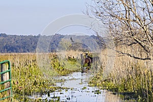 Paynes Prairie Preserve State Park With Wild Horses And Blue Heron In The Distance