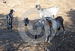 Payoya goat in the Sierra de Grazalema near Benaocaz, Spain