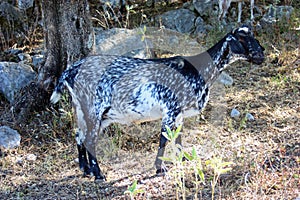 Payoya goat in the Sierra de Grazalema near Benaocaz, Spain photo