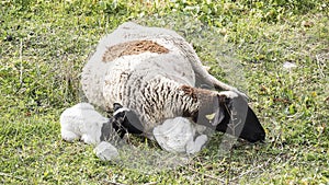 Payoya sheep resting in a meadow in the Sierra de Grazalema (Cadiz, Andalusia, Spain