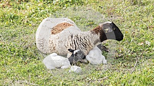 Payoya sheep resting in a meadow in the Sierra de Grazalema (Cadiz, Andalusia, Spain