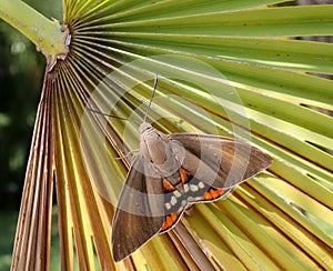 Paysandia Archonn moth on a green leaf