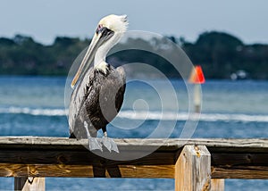 PBROWN PELICAN POSING