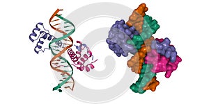 Pbx1, homeobox protein HOX-B1-DNA ternary complex