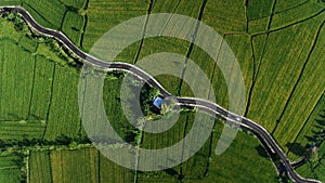Pc or Android wallpaper Birdview ricefiled in lombok