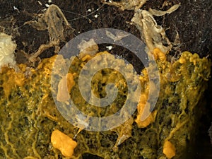 PC1310225 orange slime mold plasmodium, Badhamia utricularis, feeding on oats cECP 2024 photo