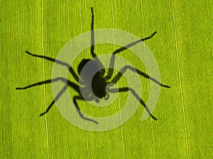 PC030047 Flattie spider Selenops rediatus silhouetted under banana leaf cECP 2021