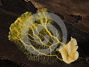 PC2070508 slime mold plasmodium, Badhamia utricularis, speading over rotten wood cECP 2024