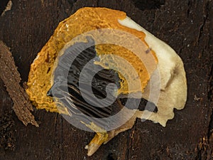 PC2110426 orange slime mold, Badhamia utricularis, engulfing a mushroom slice cECP 2024