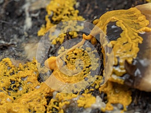 PC2110428 orange slime mold, Badhamia utricularis, consuming a mushroom slice cECP 2024