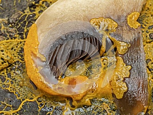 PC2110430 orange slime mold, Badhamia utricularis, consuming a mushroom slice cECP 2024