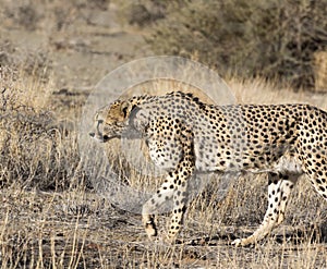 A pciture of a cheeta in savannah