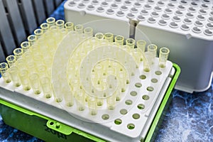 PCR container hotplate with array of test tubes containing sampled DNA for polymerase