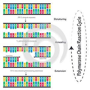 Polymerase Chain Reaction (PCR) cycle diagram illustration photo