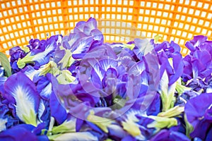 Pea blue flower is drying.