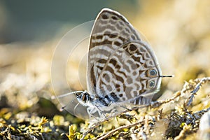 Pea blue or long-tailed blue butterfly, Lampides boeticus, resting