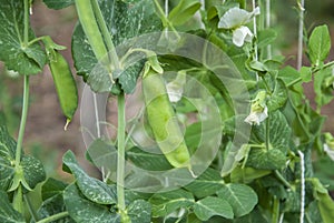 Pea crop