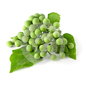 Pea Eggplants or turkey berry isolated over white background