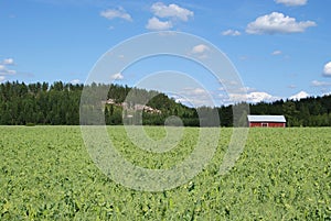 Pea Field