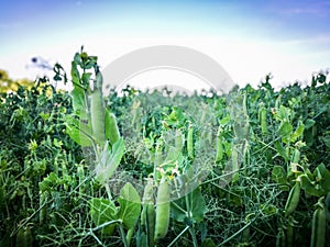 Pea field 2