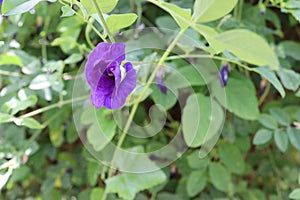 Pea flower purple blooming with green leaves ivy hanging on tree closeup in the Thailand garden.