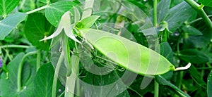 Pea green plant with leaves fruits buds stock photo