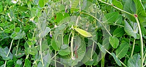 Pea green plant stock photo