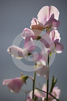 Pea flowers