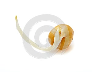 Pea, germinated seed