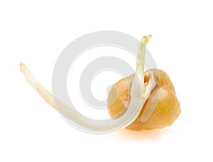Pea, germinated seed