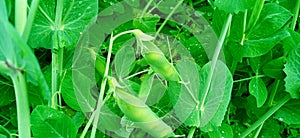 Pea green plant with fruits stock