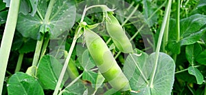 Pea green plant with leaves fruits buds photo