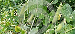 Pea green plant with leaves fruits buds photo