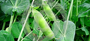 Pea green plant with leaves fruits buds stock photo