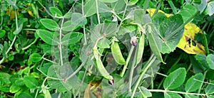 Pea green plant with leaves fruits close up