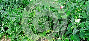 Pea green plant with leaves fruits snap