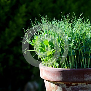 Pea green young tendril plants shoots microgreens in plant pot