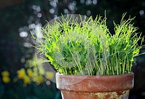 Pea green young tendril plants shoots microgreens in plant pot